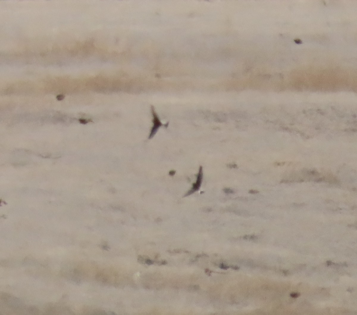 Thick-billed Longspur - ML429712011