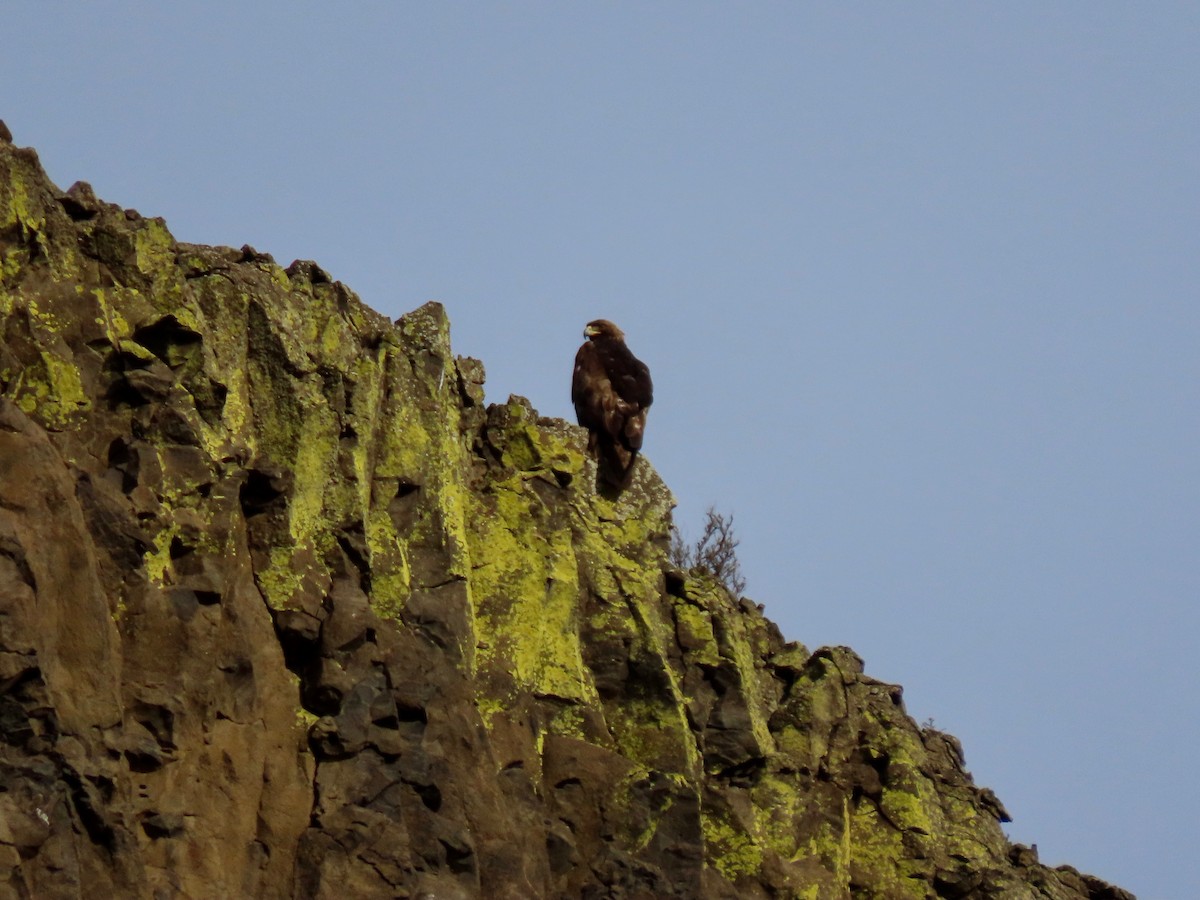 Golden Eagle - ML429713981