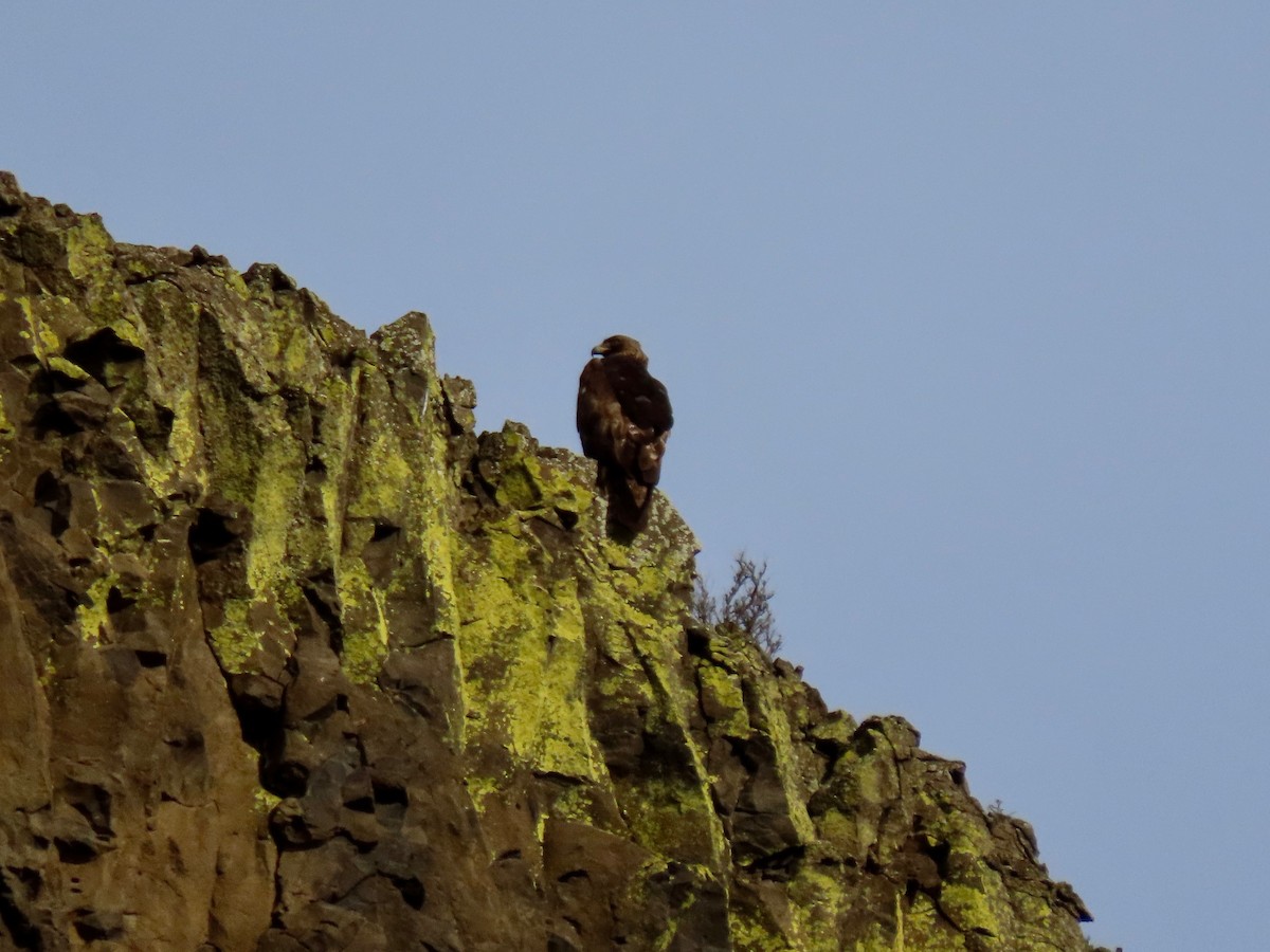 Águila Real - ML429714011