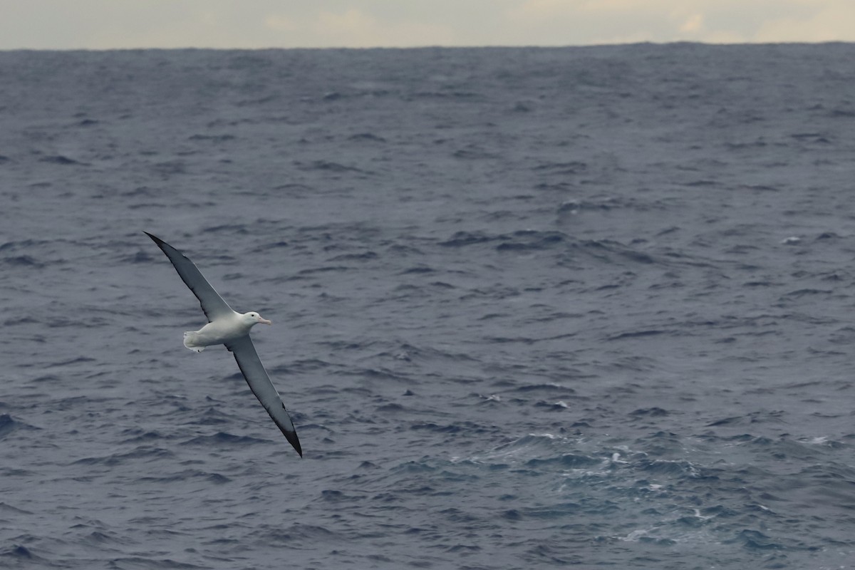 Albatros Viajero - ML429714311