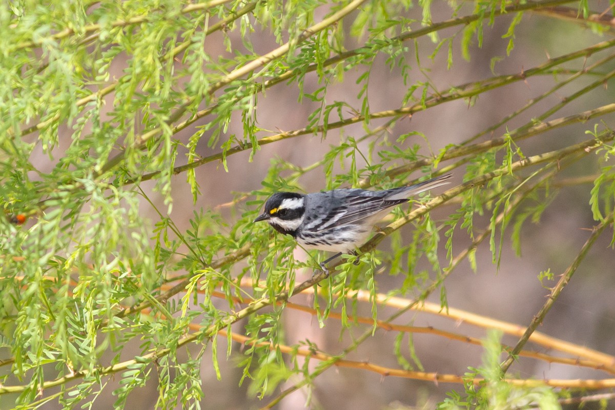 Black-throated Gray Warbler - ML429714731