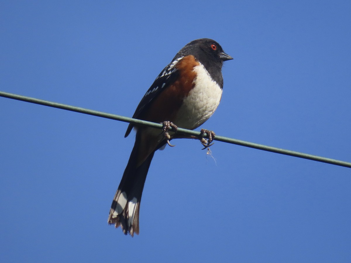 Spotted Towhee - ML429715581