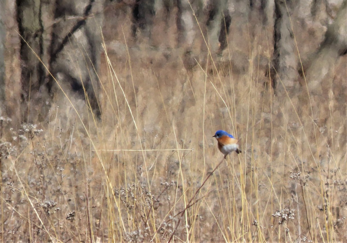 Eastern Bluebird - ML429717351