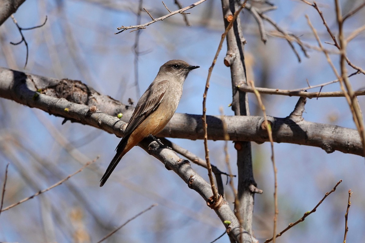 Say's Phoebe - J.K. R.