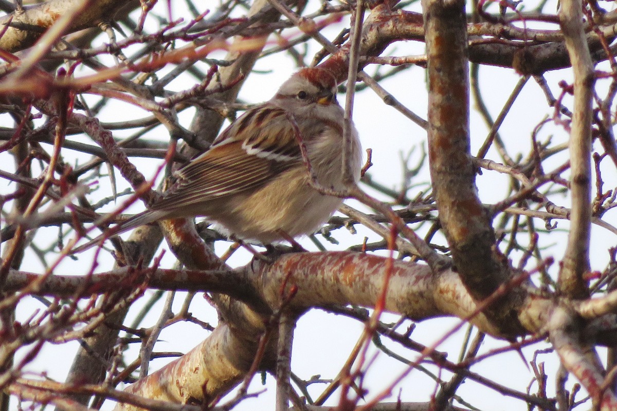 American Tree Sparrow - ML429718511