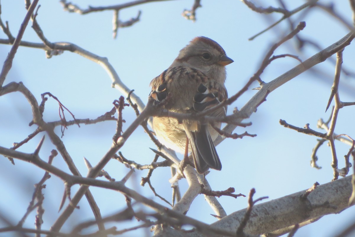 American Tree Sparrow - ML429718531