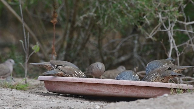 Scaled Quail - ML429718741