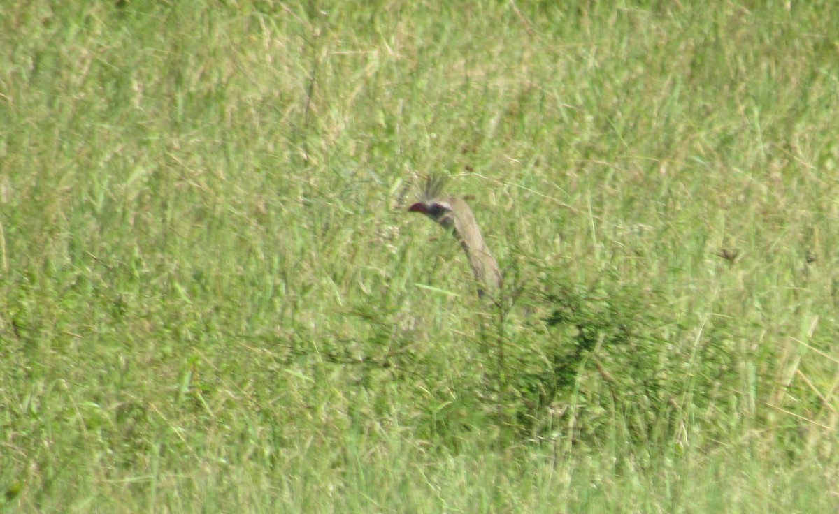 Red-legged Seriema - Matias Almeida