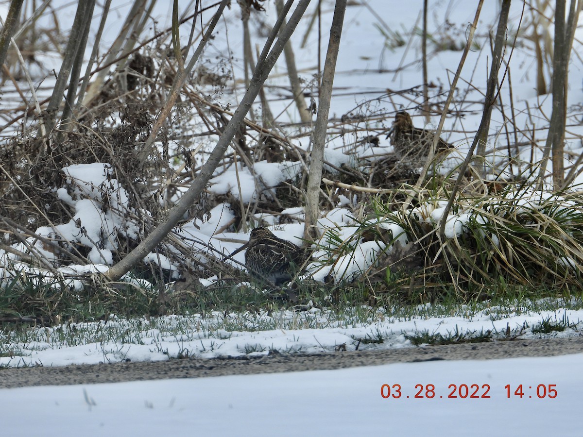 Wilson's Snipe - ML429719161