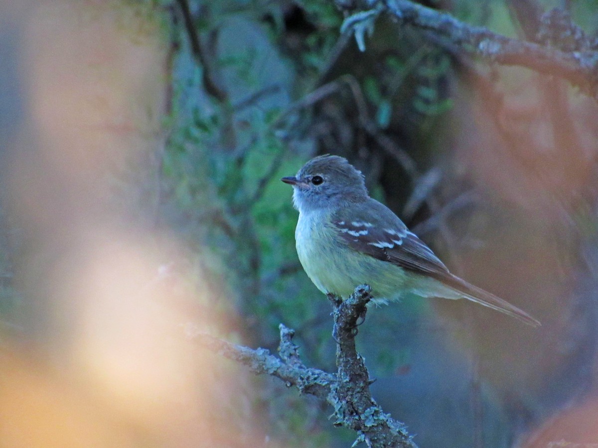 Southern Scrub-Flycatcher - ML429719371