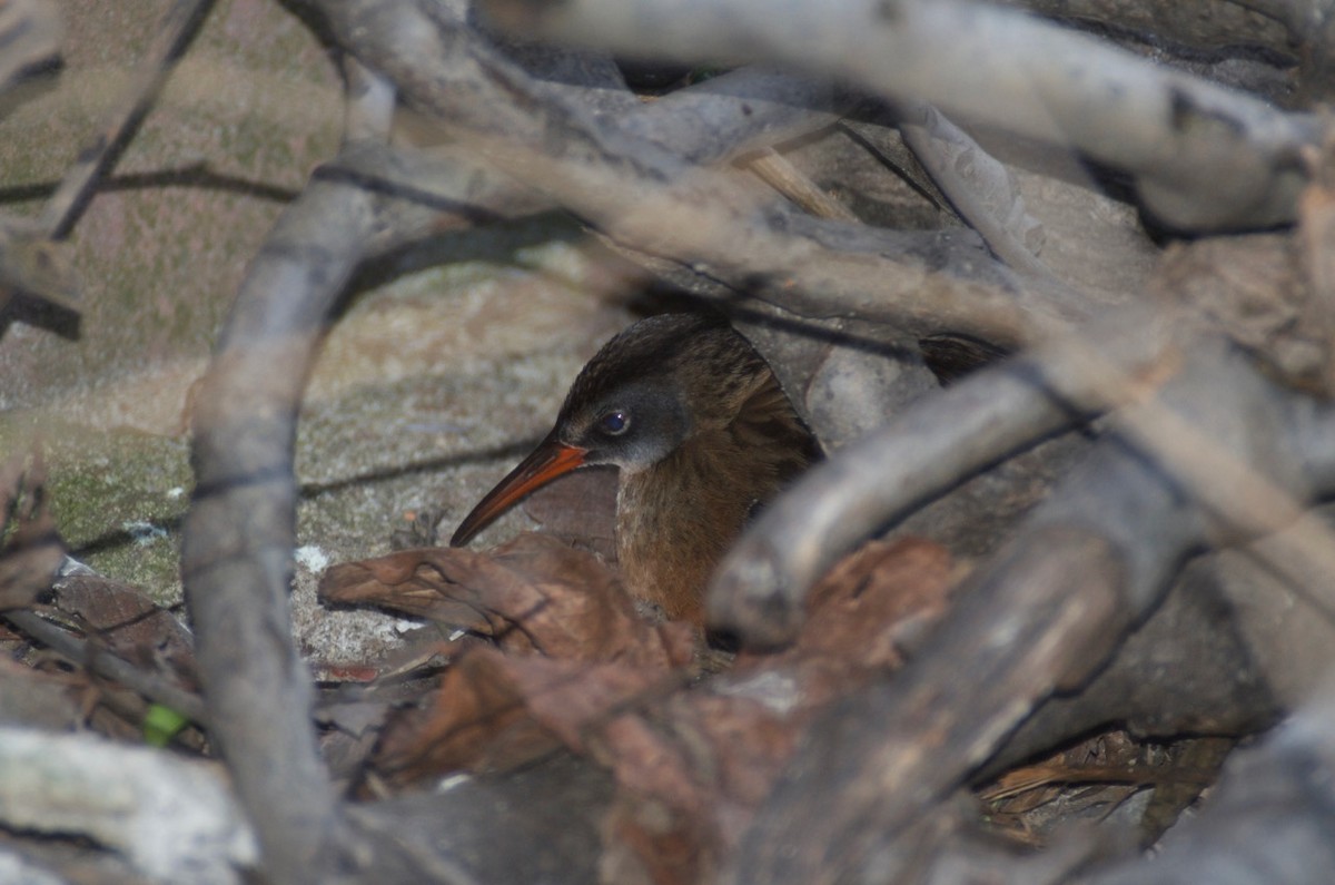 Virginia Rail - ML42972031