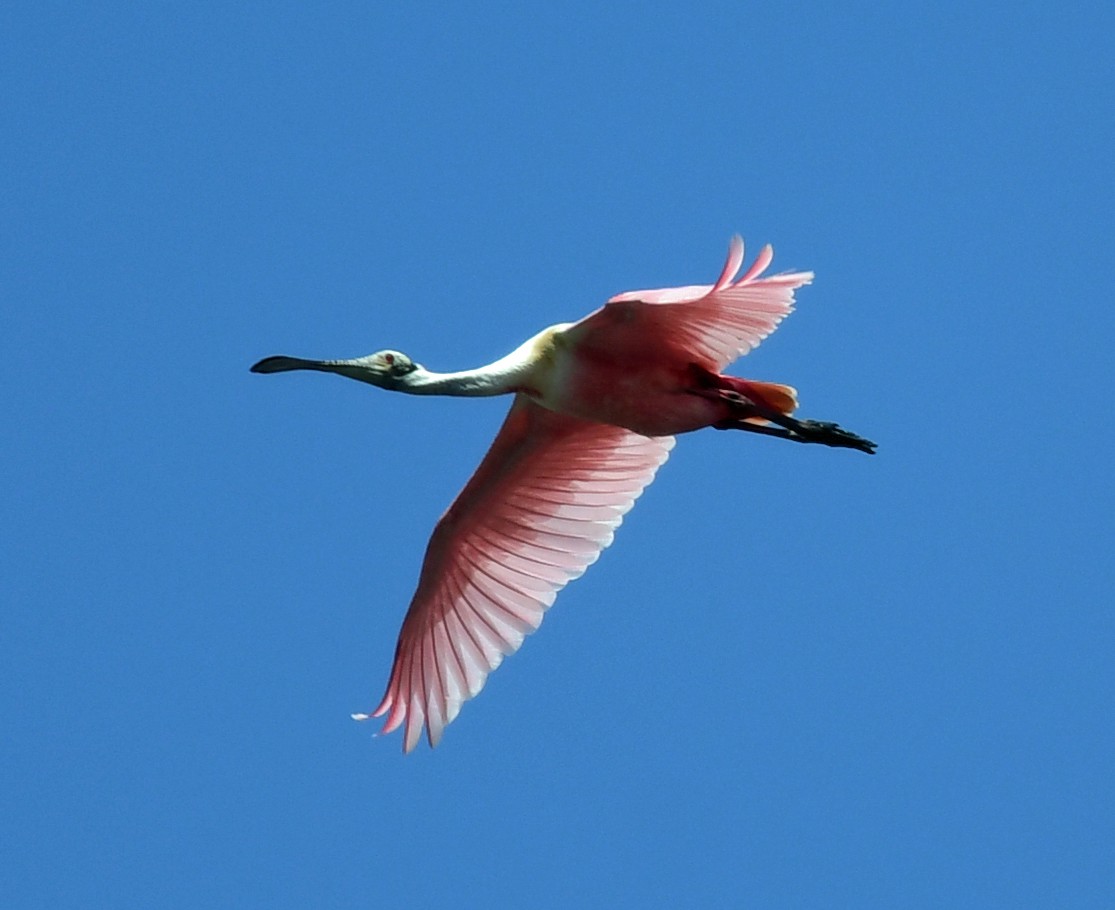 Roseate Spoonbill - ML429720611