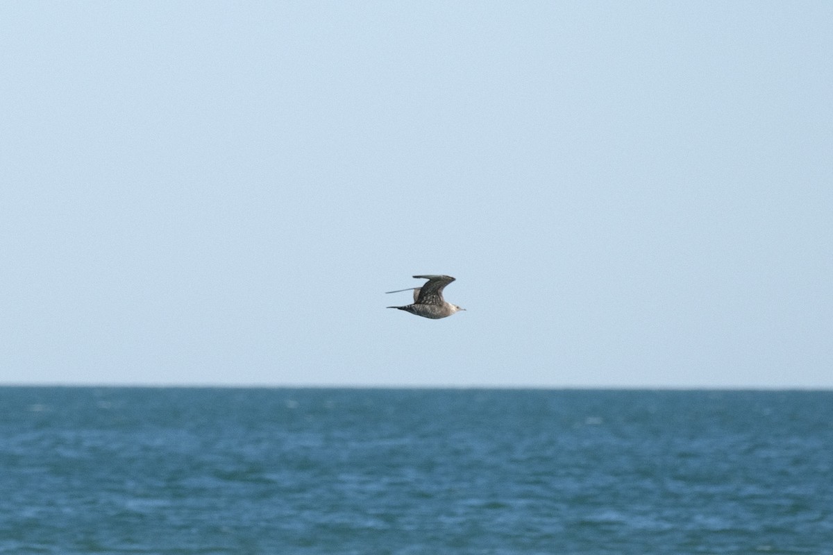 Parasitic Jaeger - Austin C & Haocong R