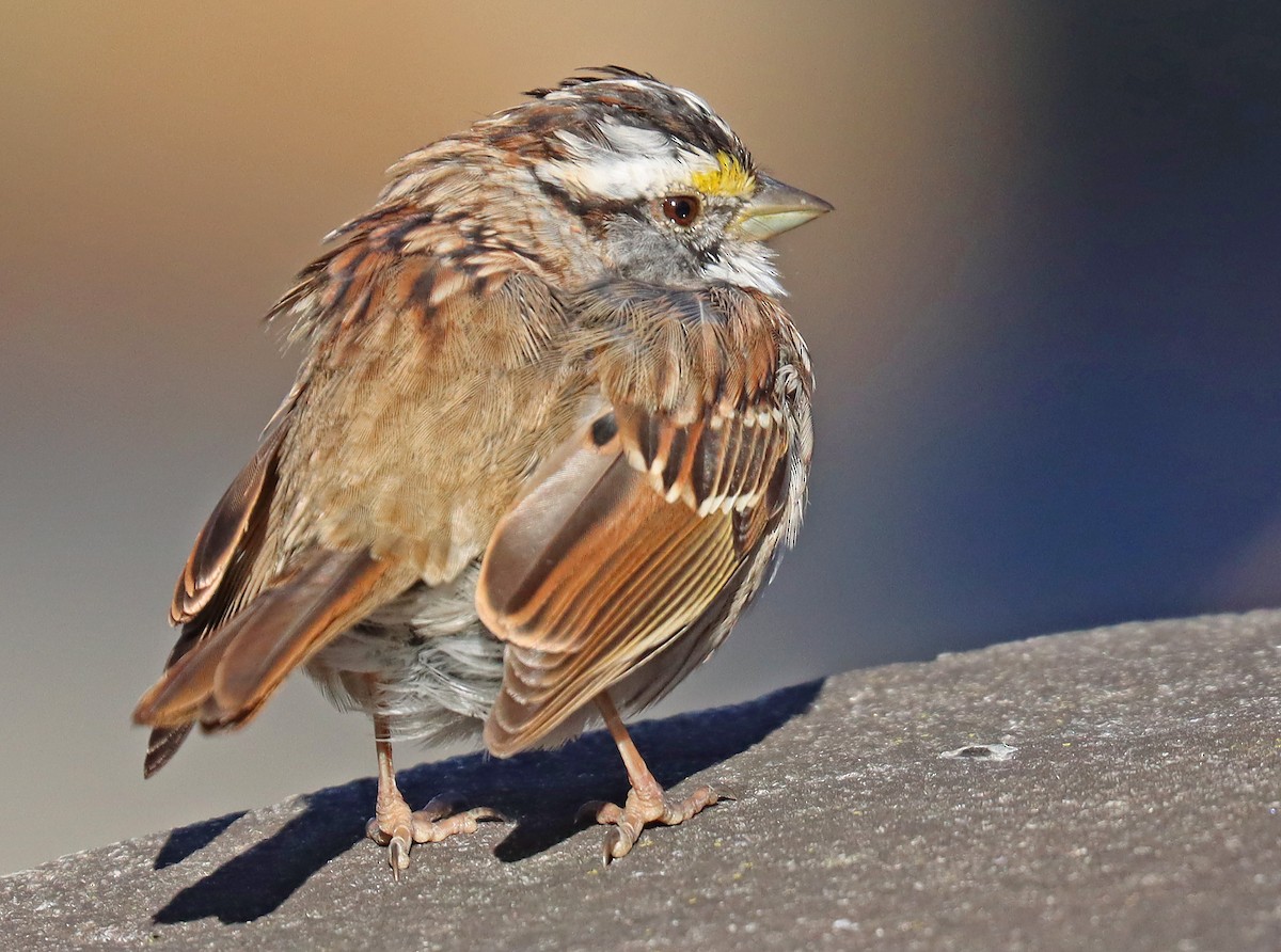 White-throated Sparrow - ML429723351