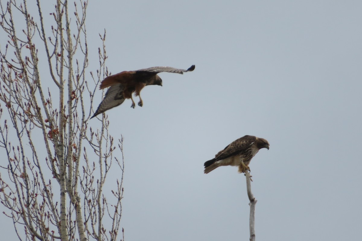 Red-tailed Hawk - ML429724321