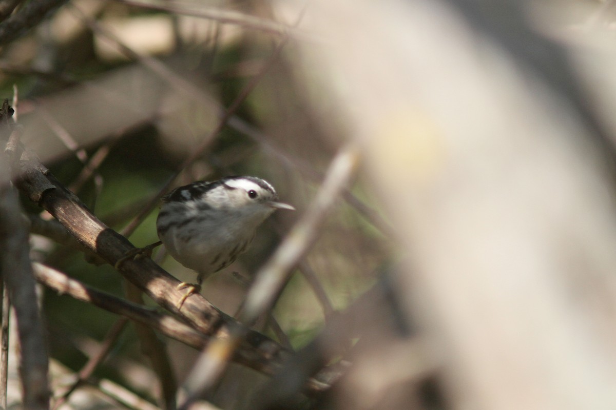 Black-and-white Warbler - ML429724341