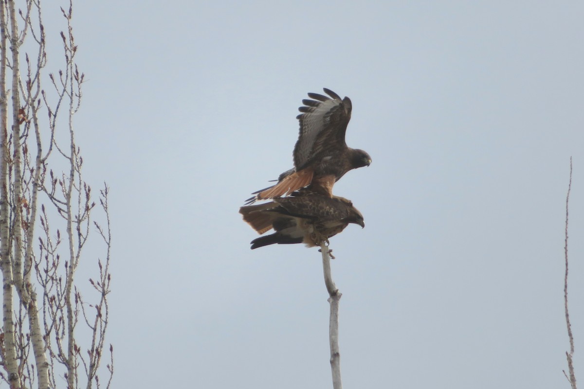 Red-tailed Hawk - ML429724351