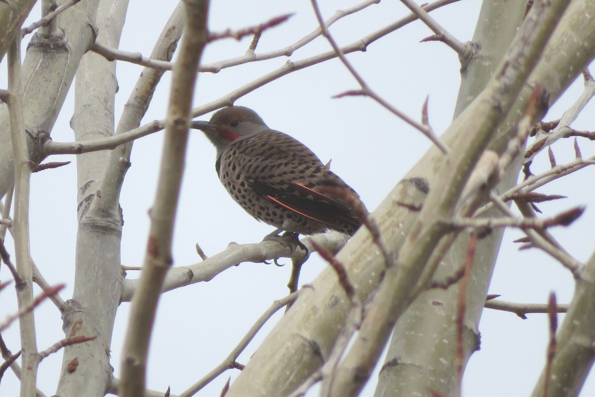 Northern Flicker - ML429724491