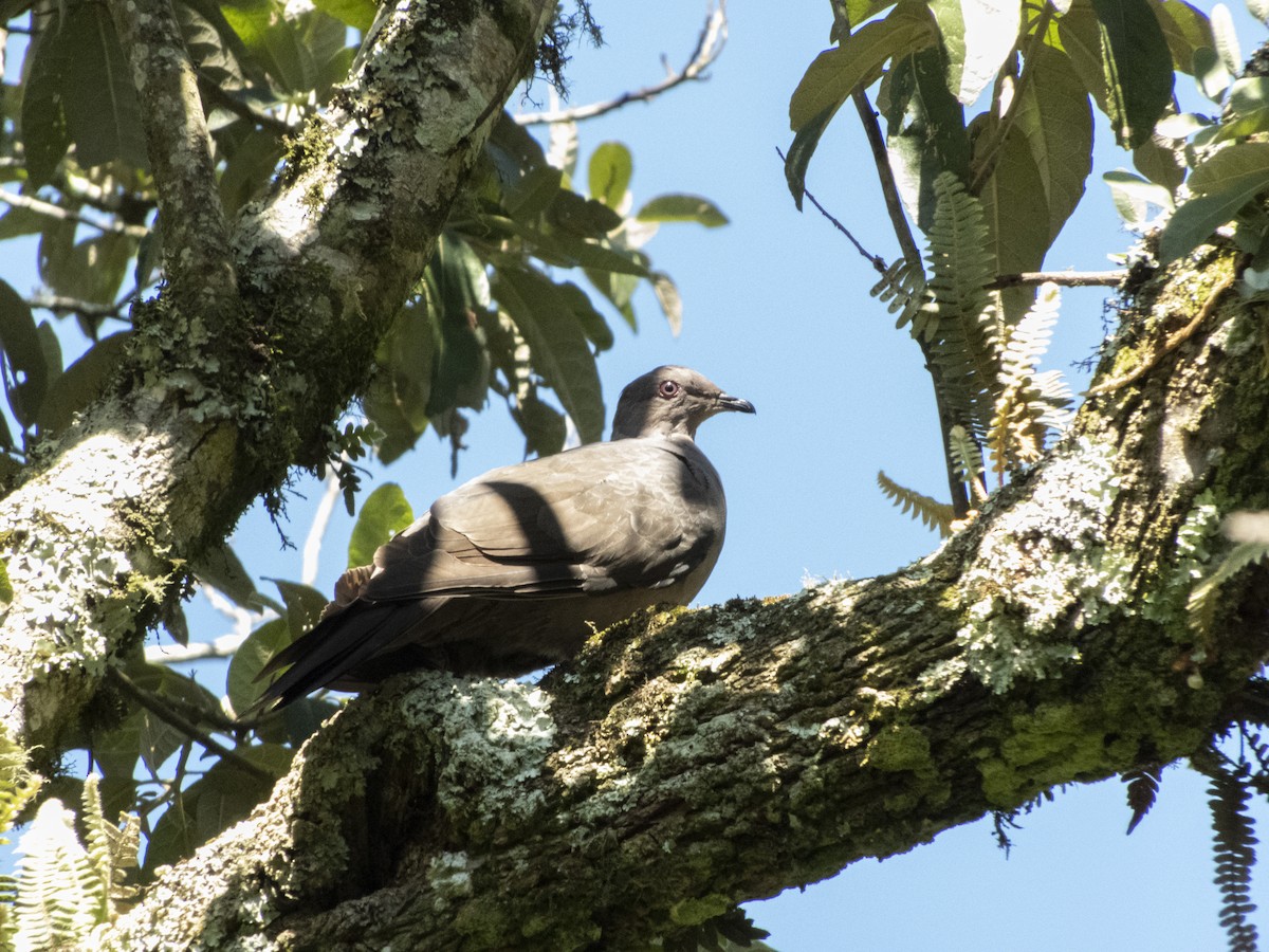 Plumbeous Pigeon - Alan Hentz