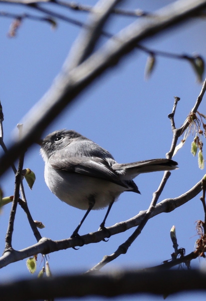 Blue-gray Gnatcatcher - ML429725151