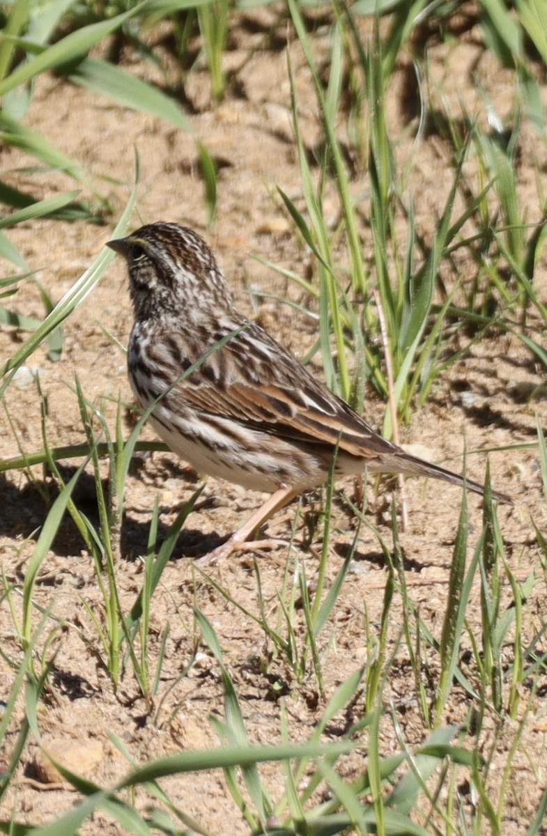 Savannah Sparrow - ML429725781