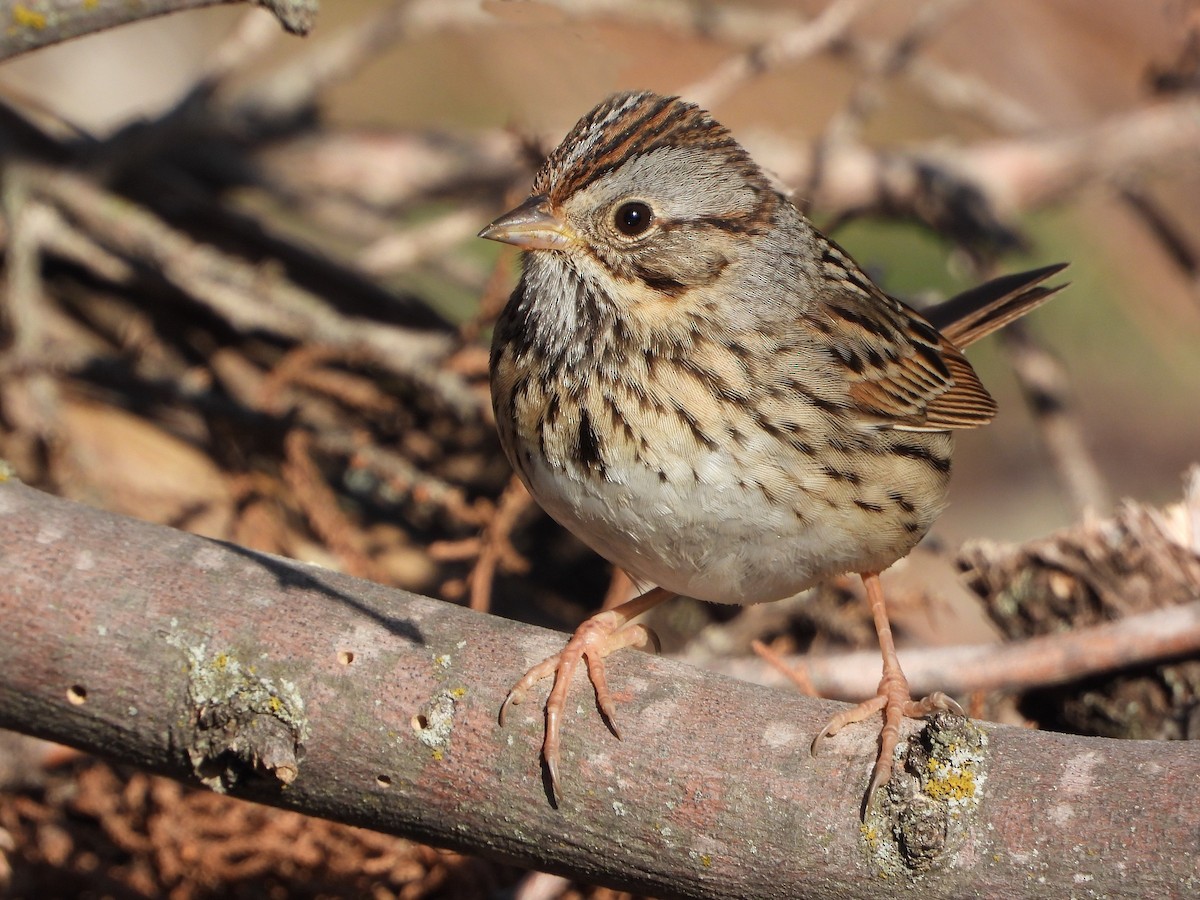 Lincoln's Sparrow - ML429726501