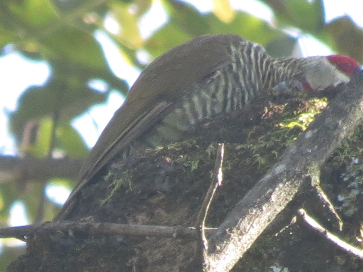 Golden-olive Woodpecker - ML429729081