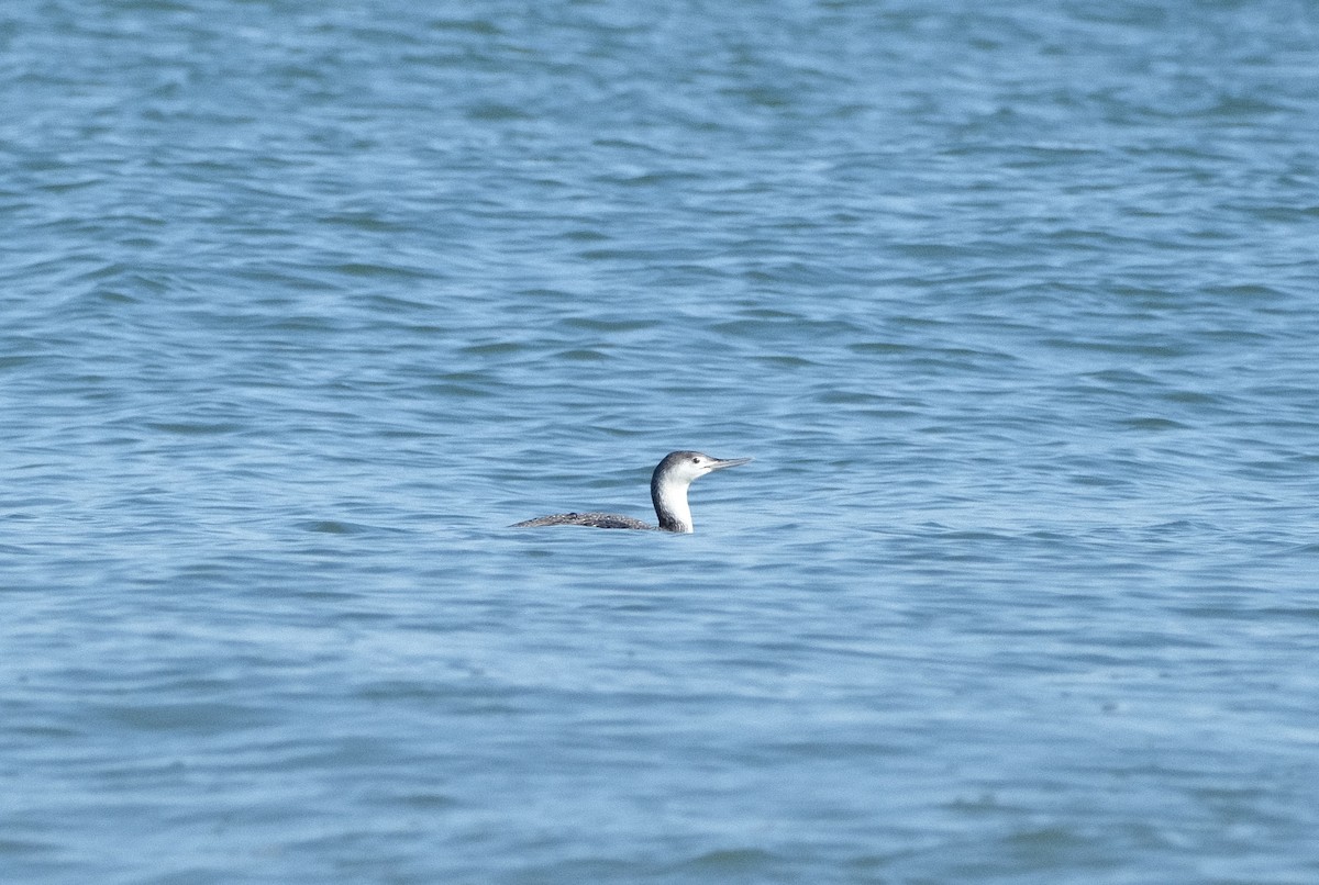Red-throated Loon - Austin C & Haocong R