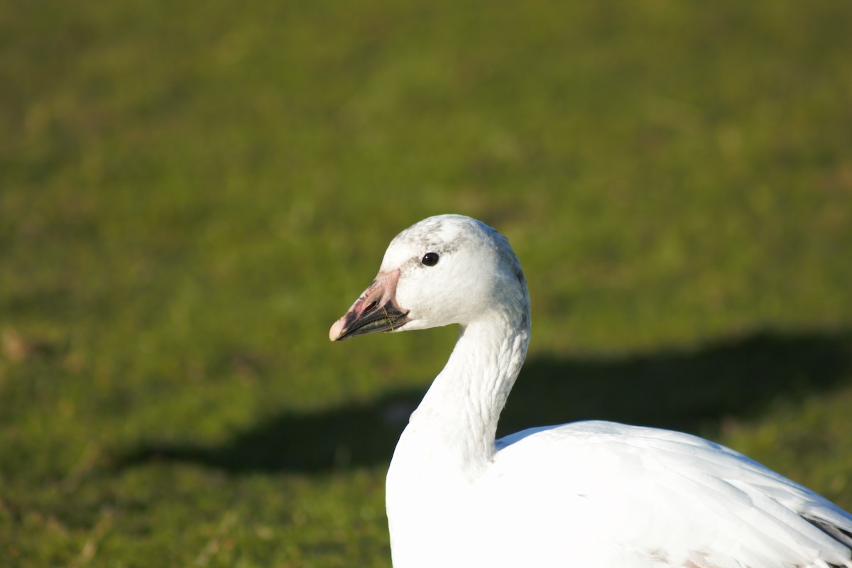 Snow Goose - ML429729611