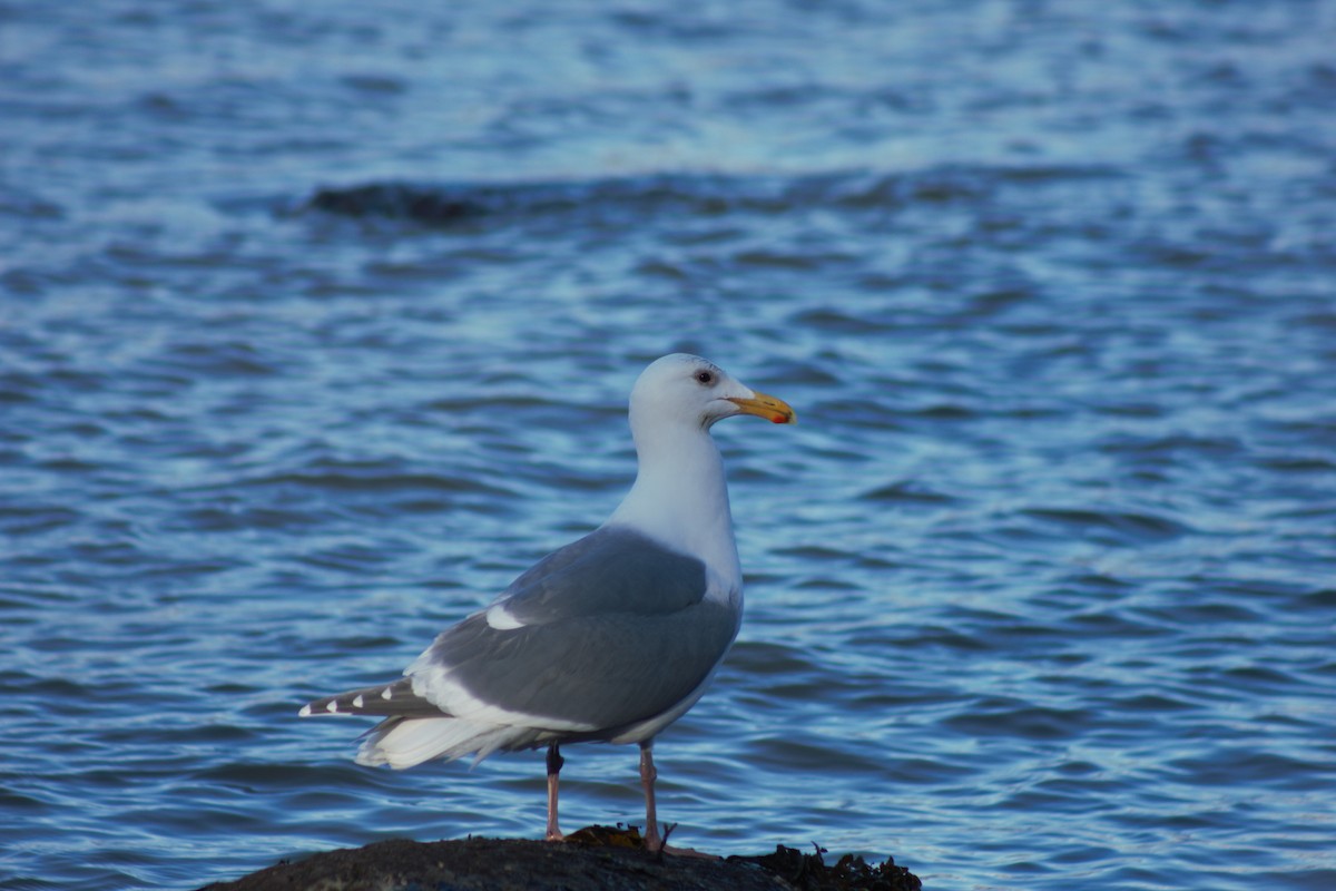 Glaucous-winged Gull - ML429730421