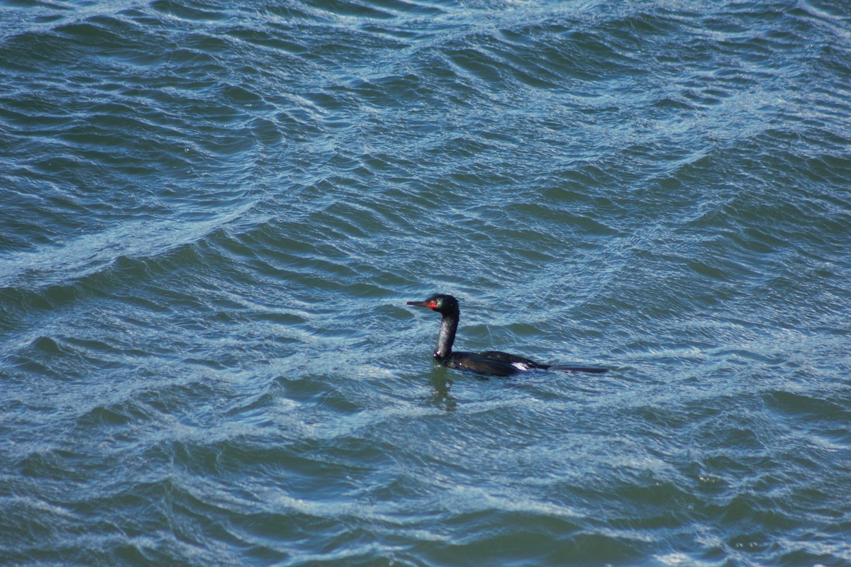 Pelagic Cormorant - ML429730481