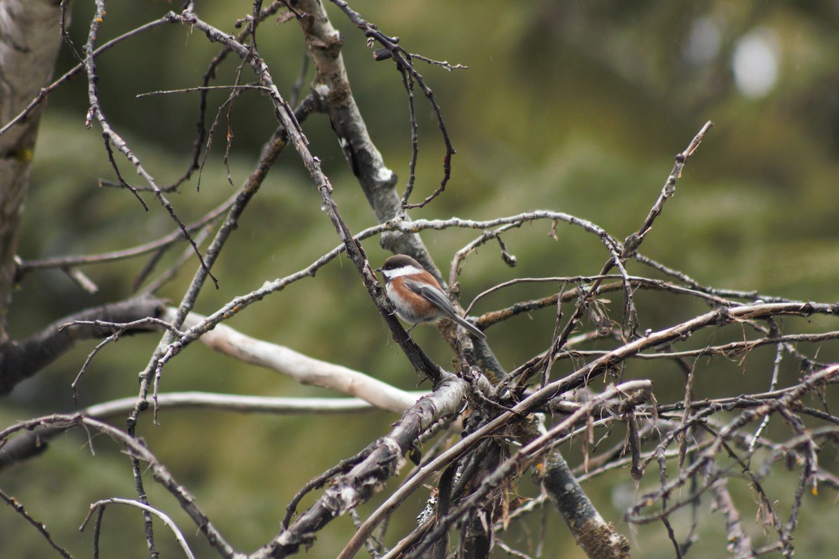 Chestnut-backed Chickadee - ML429730711