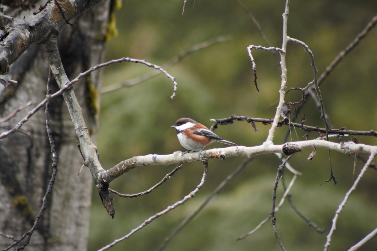 Chestnut-backed Chickadee - ML429730741