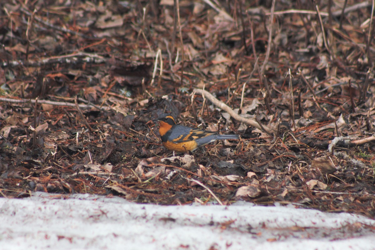 Varied Thrush - ML429731111