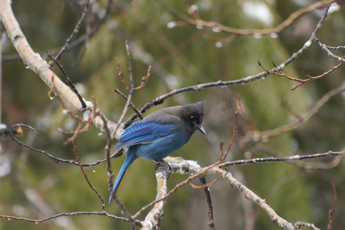 Steller's Jay - ML429732101