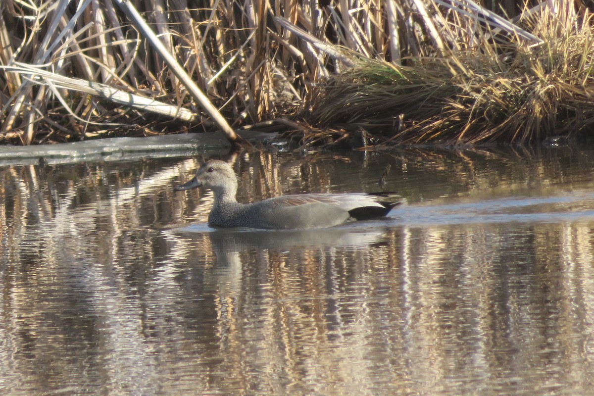 Gadwall - ML429736361