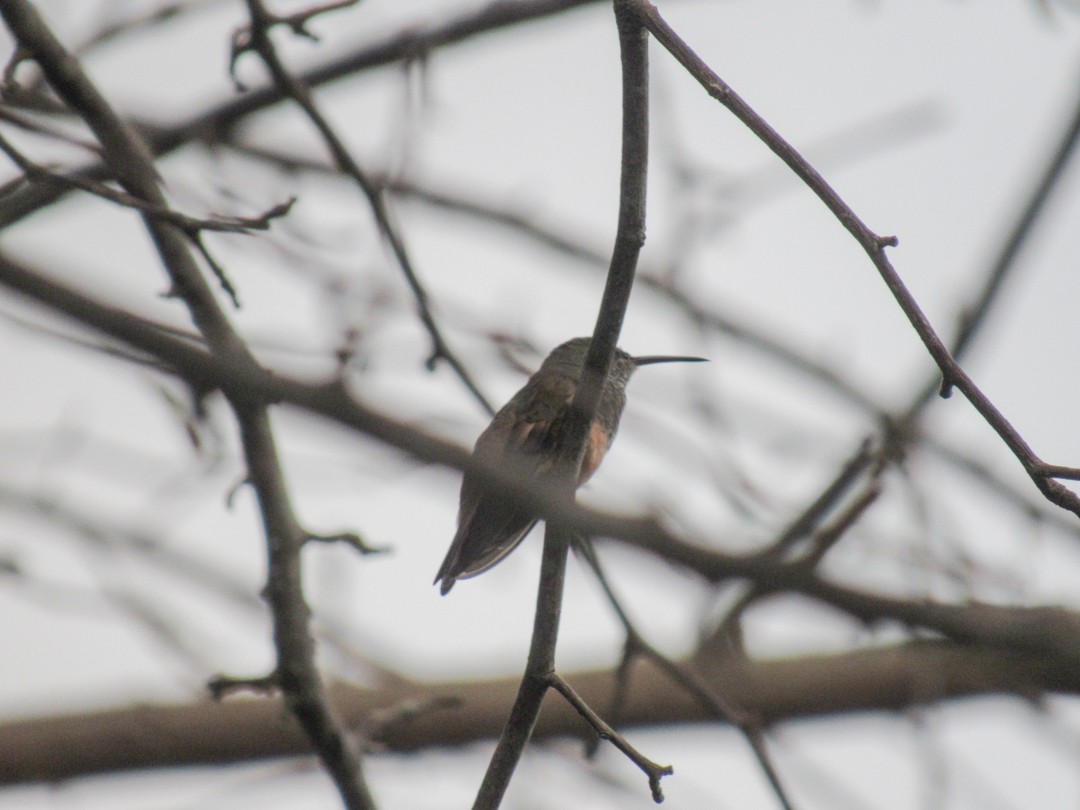 Chestnut-bellied Hummingbird - Daniel Mesa