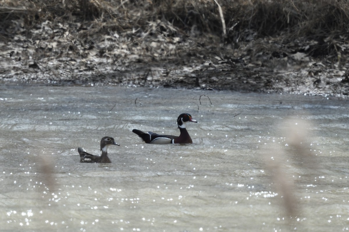 Wood Duck - ML429737611