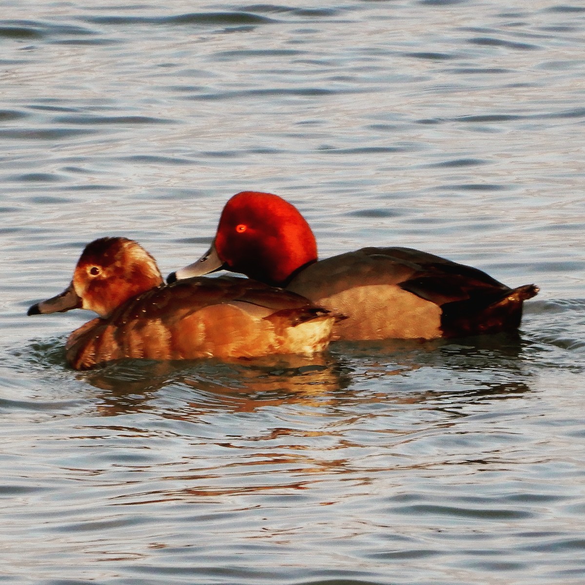 Redhead - ML429741271