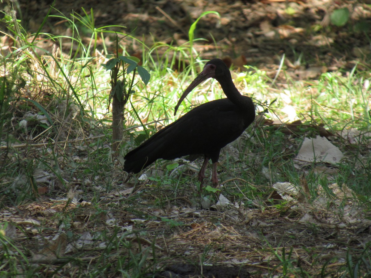ibis tmavý - ML429741421