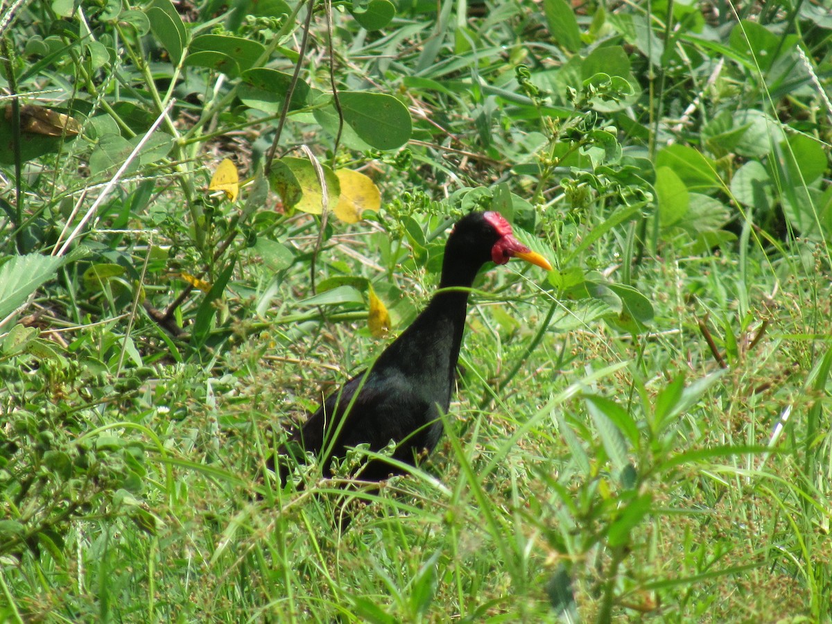 Wattled Jacana - Daniel Mesa