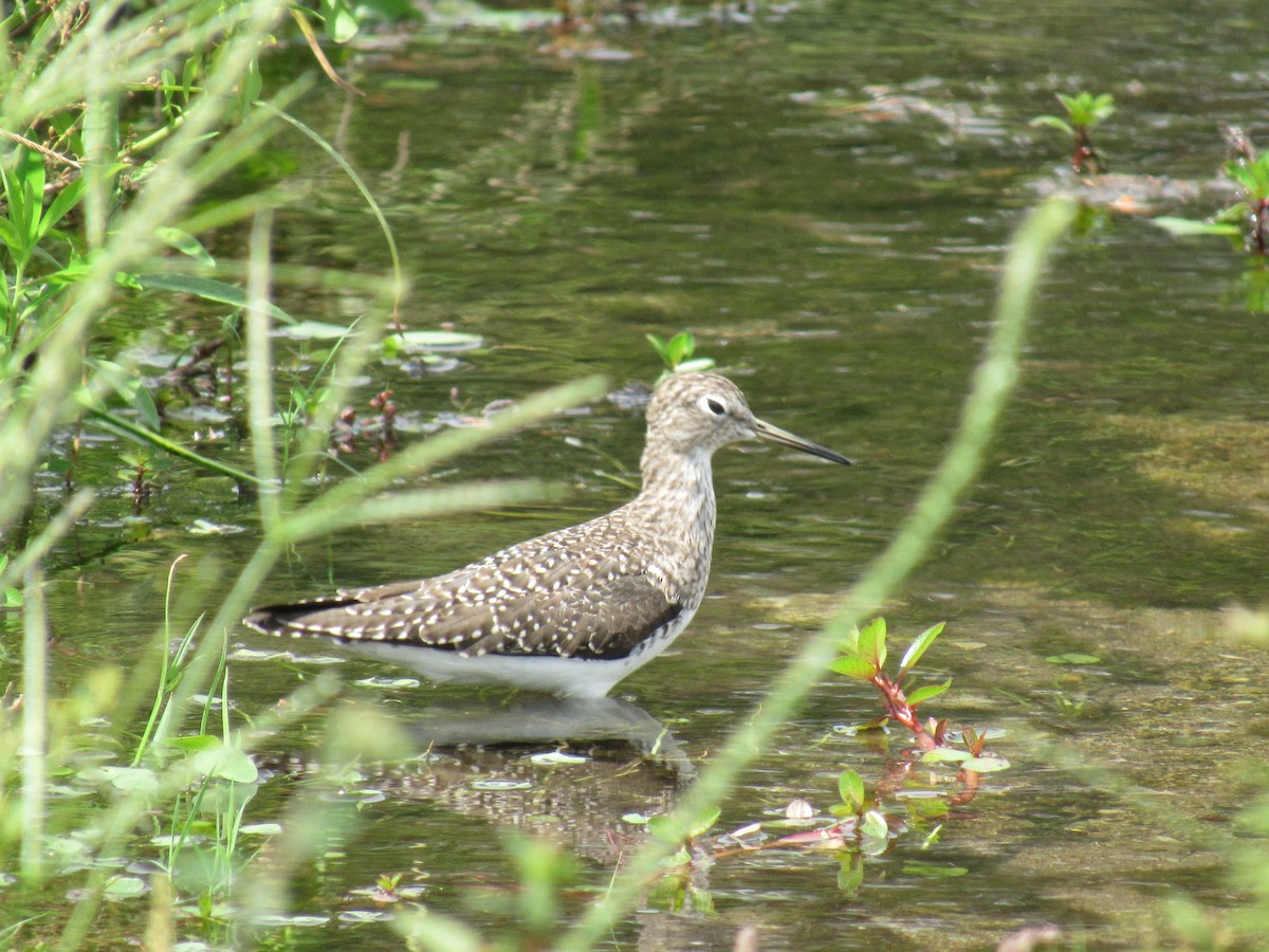 Solitary Sandpiper - ML429741881