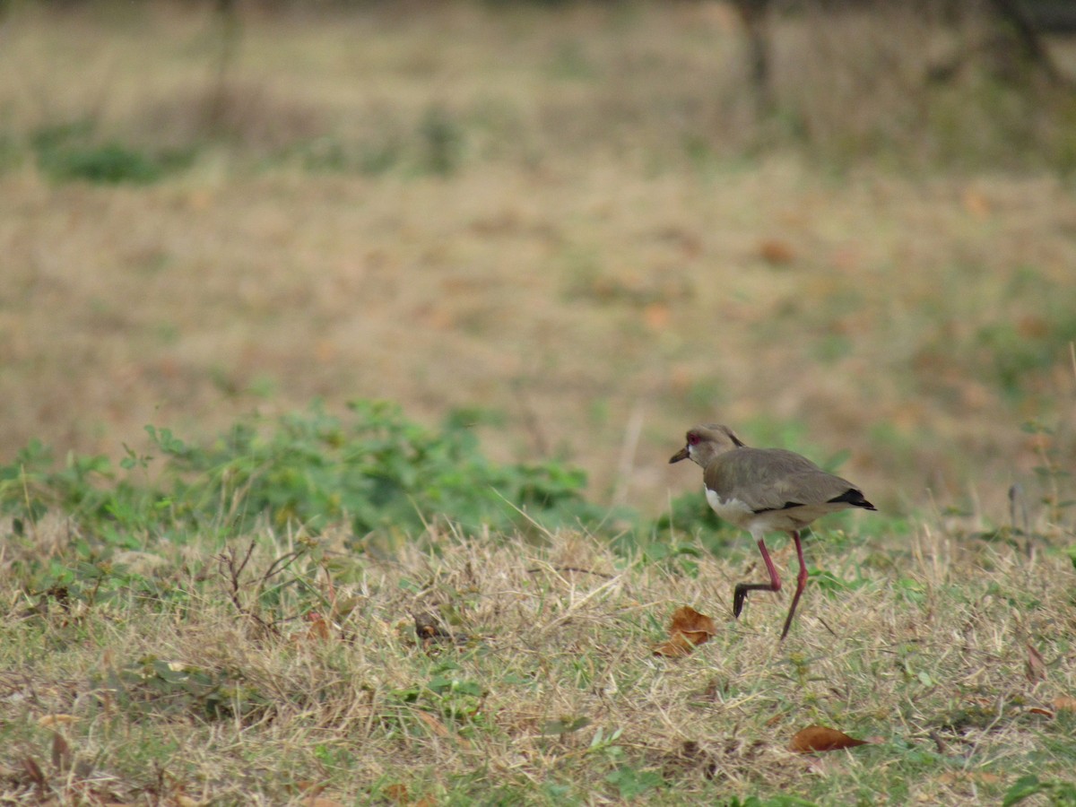 Southern Lapwing - Daniel Mesa