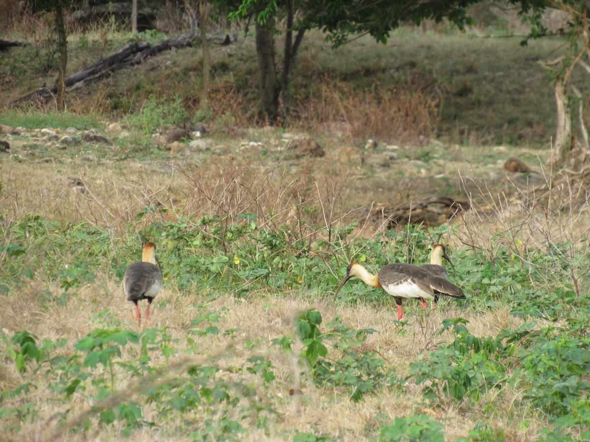 ibis bělokřídlý - ML429742111