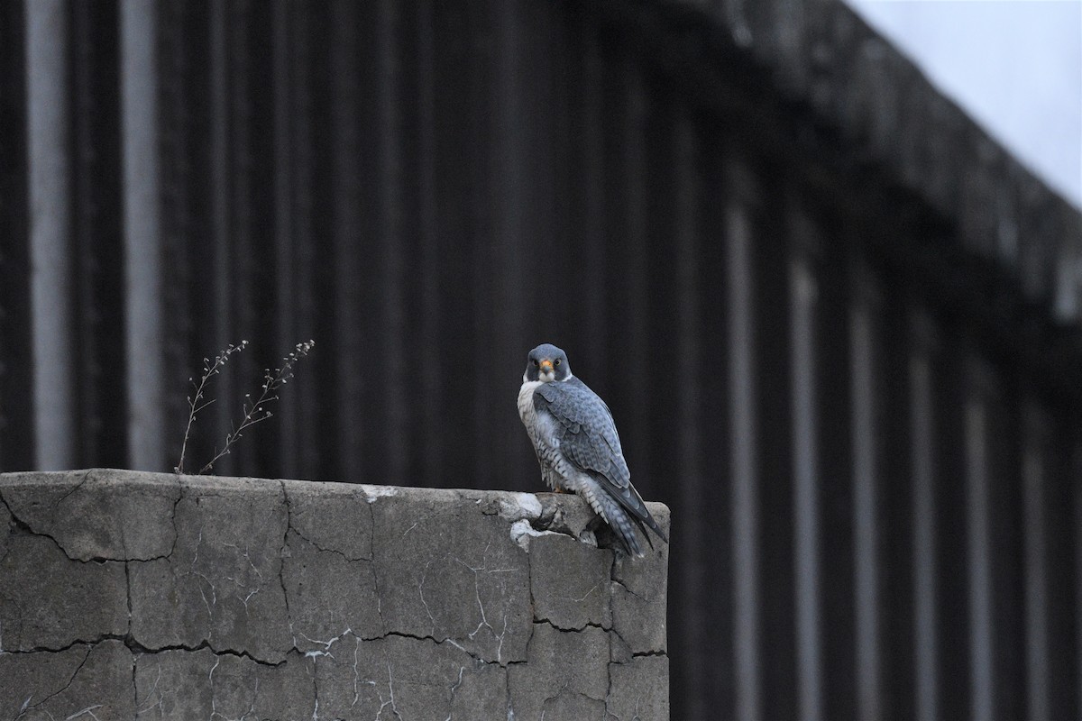 Peregrine Falcon - ML429745951