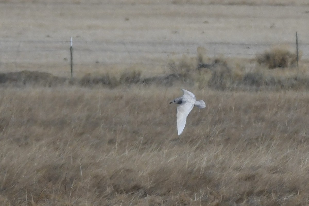 Iceland Gull (kumlieni/glaucoides) - ML429746061