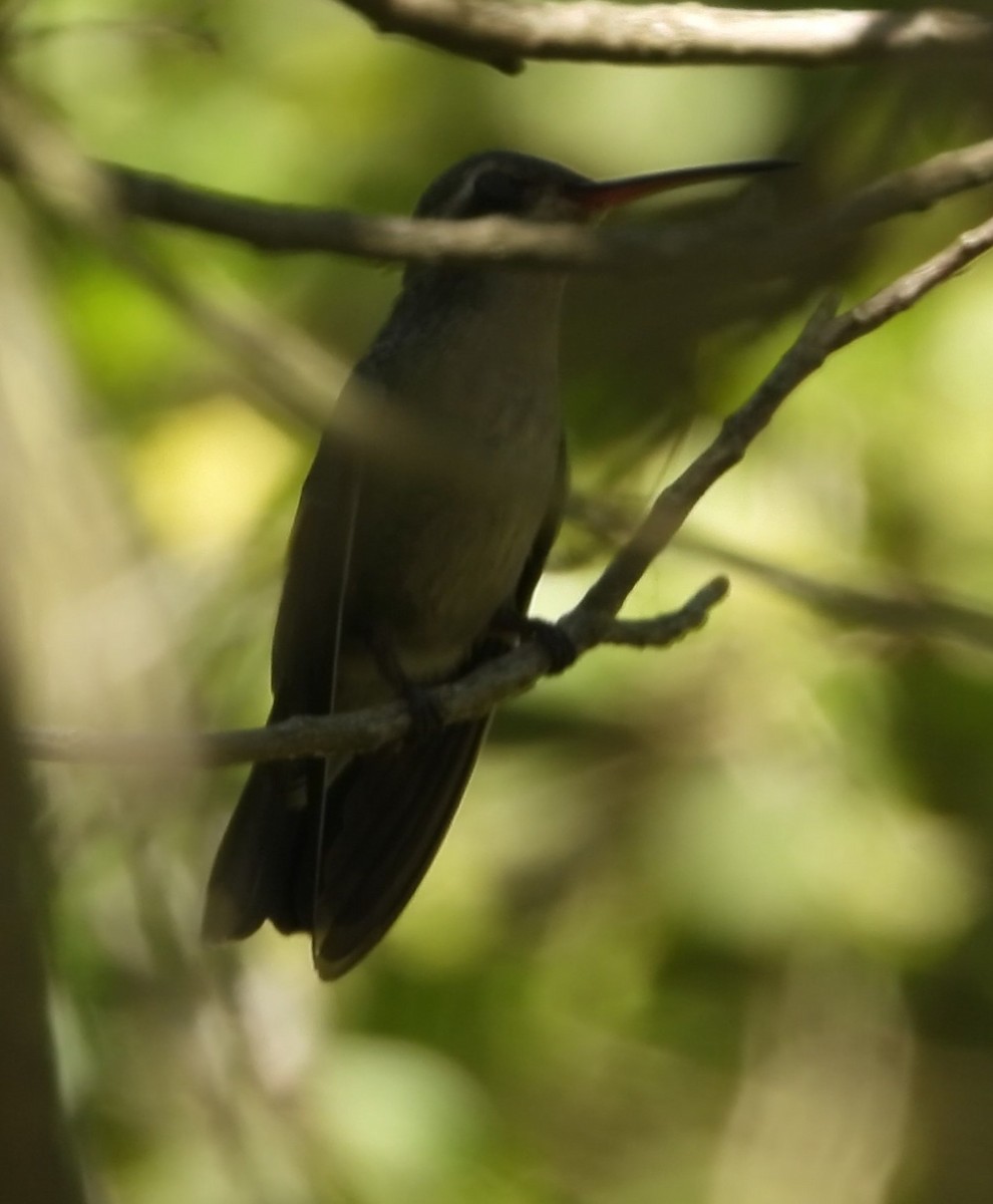 Broad-billed Hummingbird - ML429748261