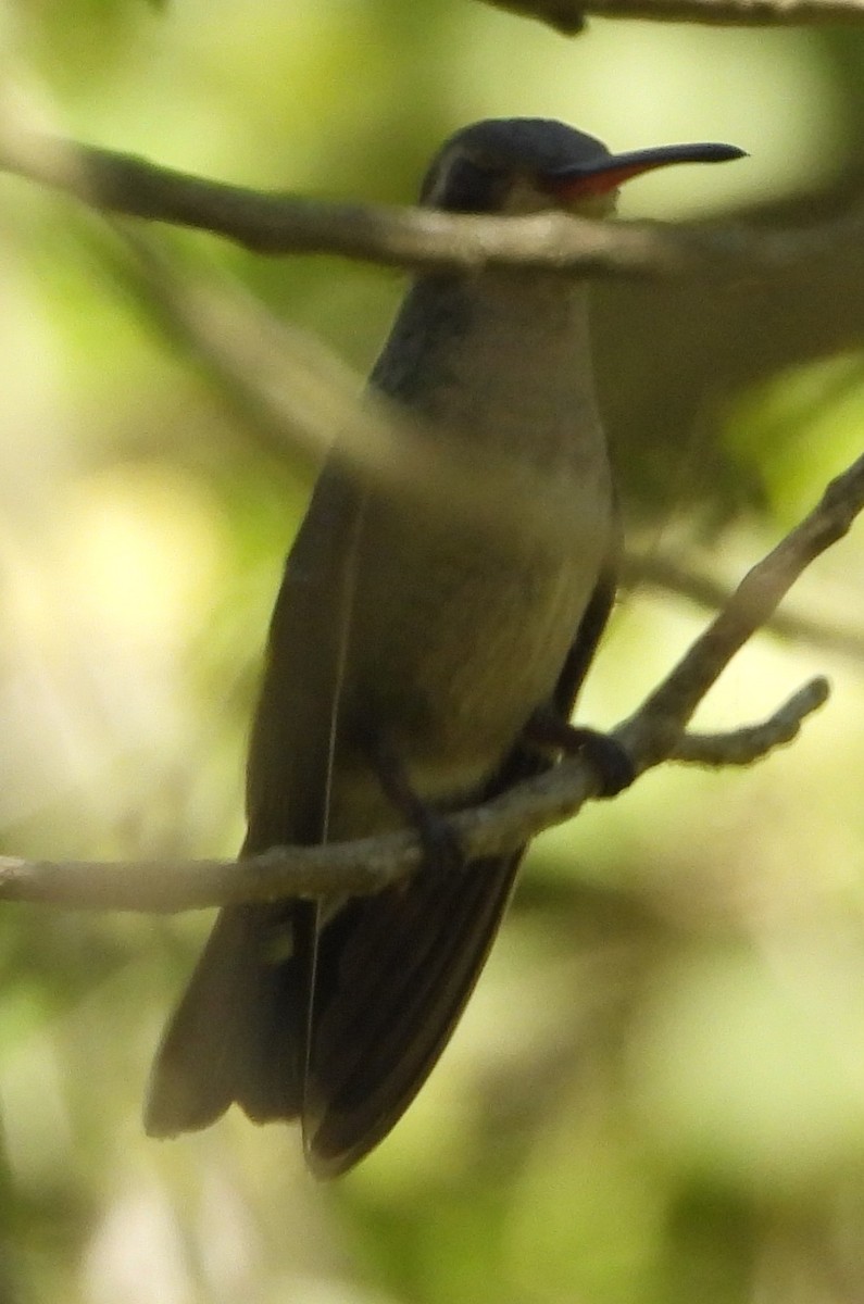 Broad-billed Hummingbird - ML429748271