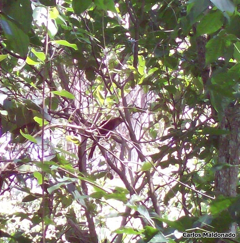 Squirrel Cuckoo - Carlos Eduardo Maldonado Amaya