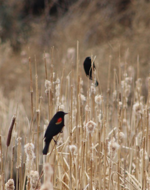 Red-winged Blackbird - ML429749131